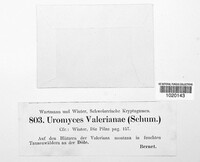 Uromyces valerianae image
